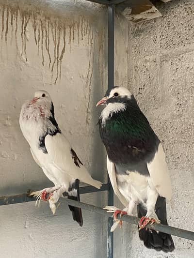 urgent sale all