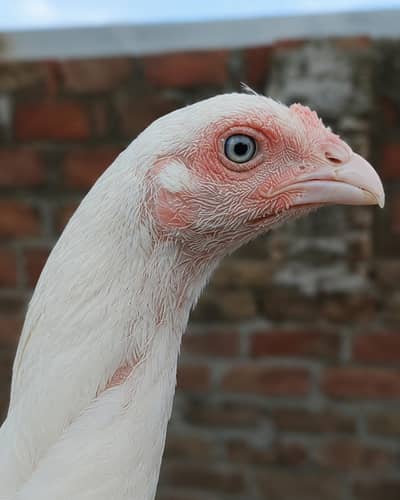 Pure Heera Aseel Chicks
