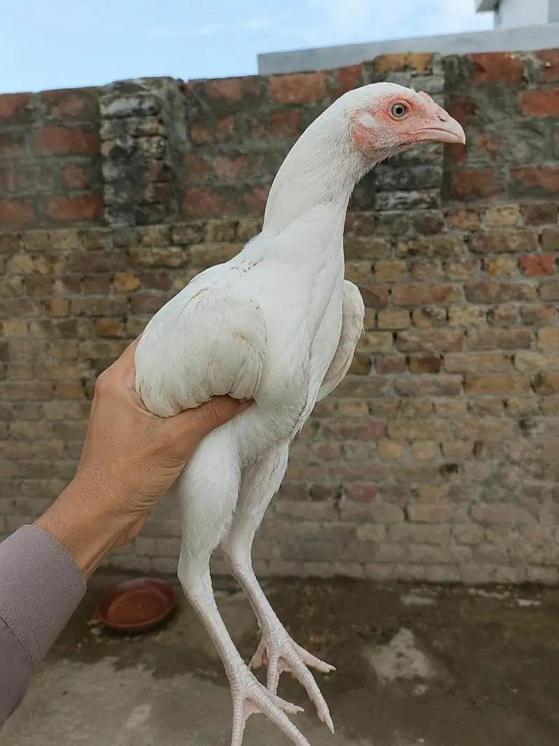 Pure Heera Aseel Chicks — photo 4