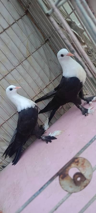 Diffrent Colour Karbalai Chick's