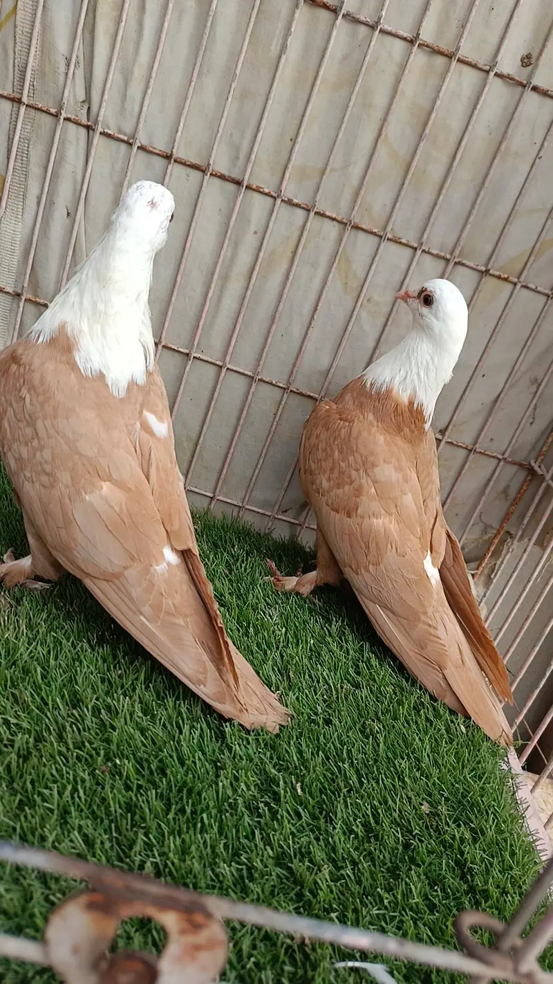 Diffrent Colour Karbalai Chick's — photo 2