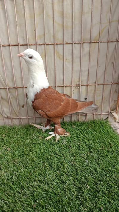 Red chotidar Karbalai Chick's