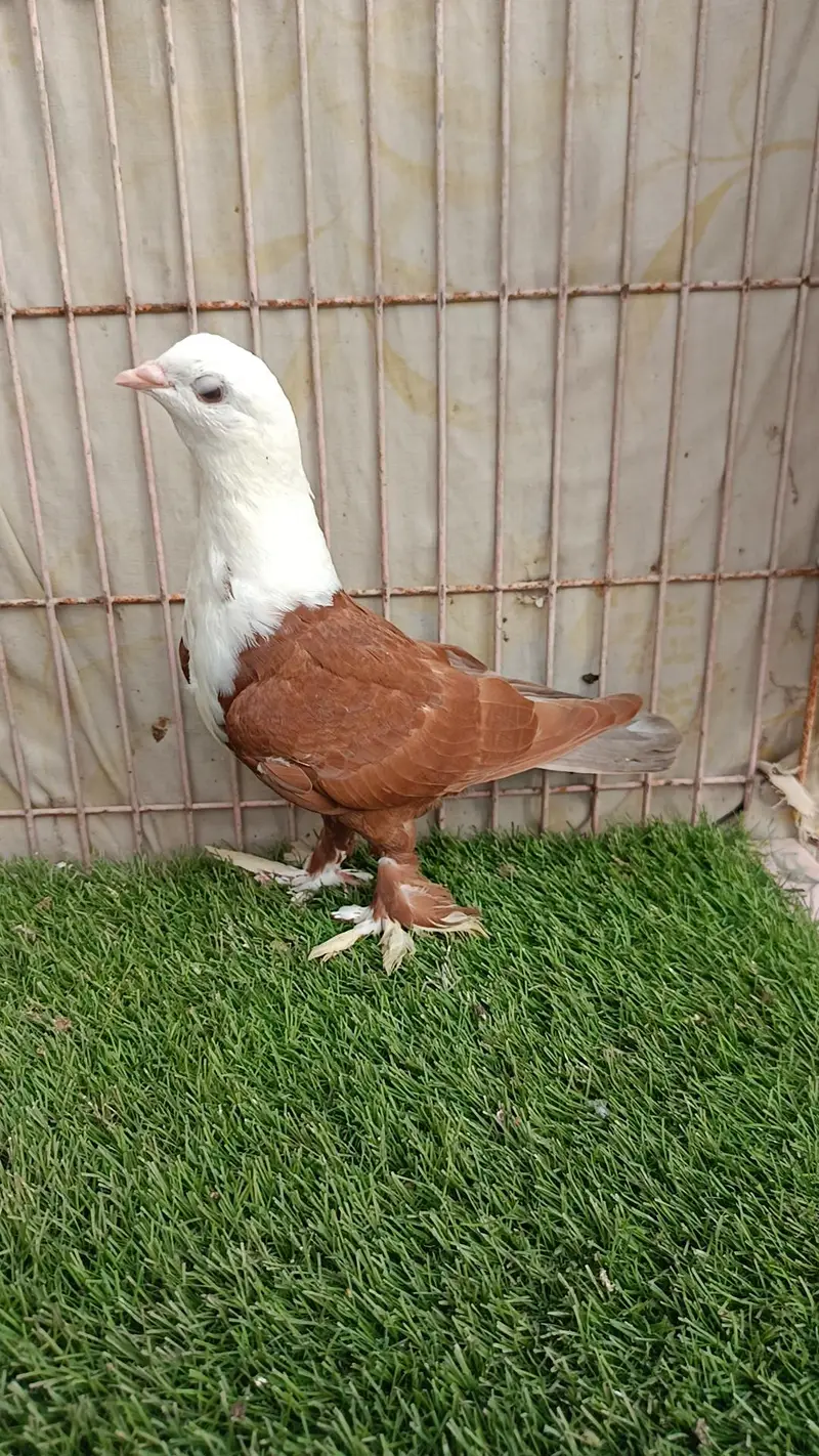 Diffrent Colour Karbalai Chick's — photo 3