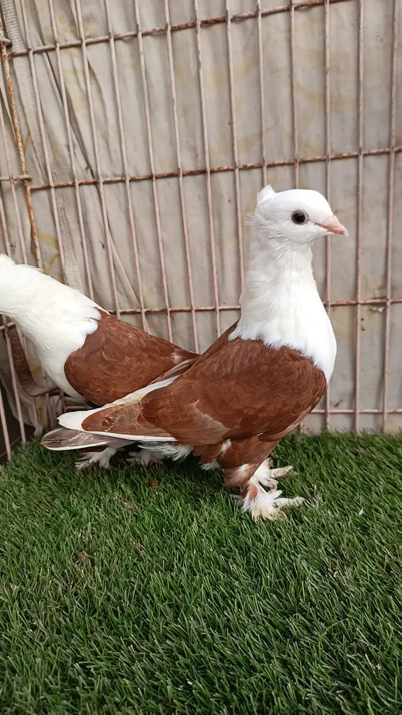 Diffrent Colour Karbalai Chick's — photo 4