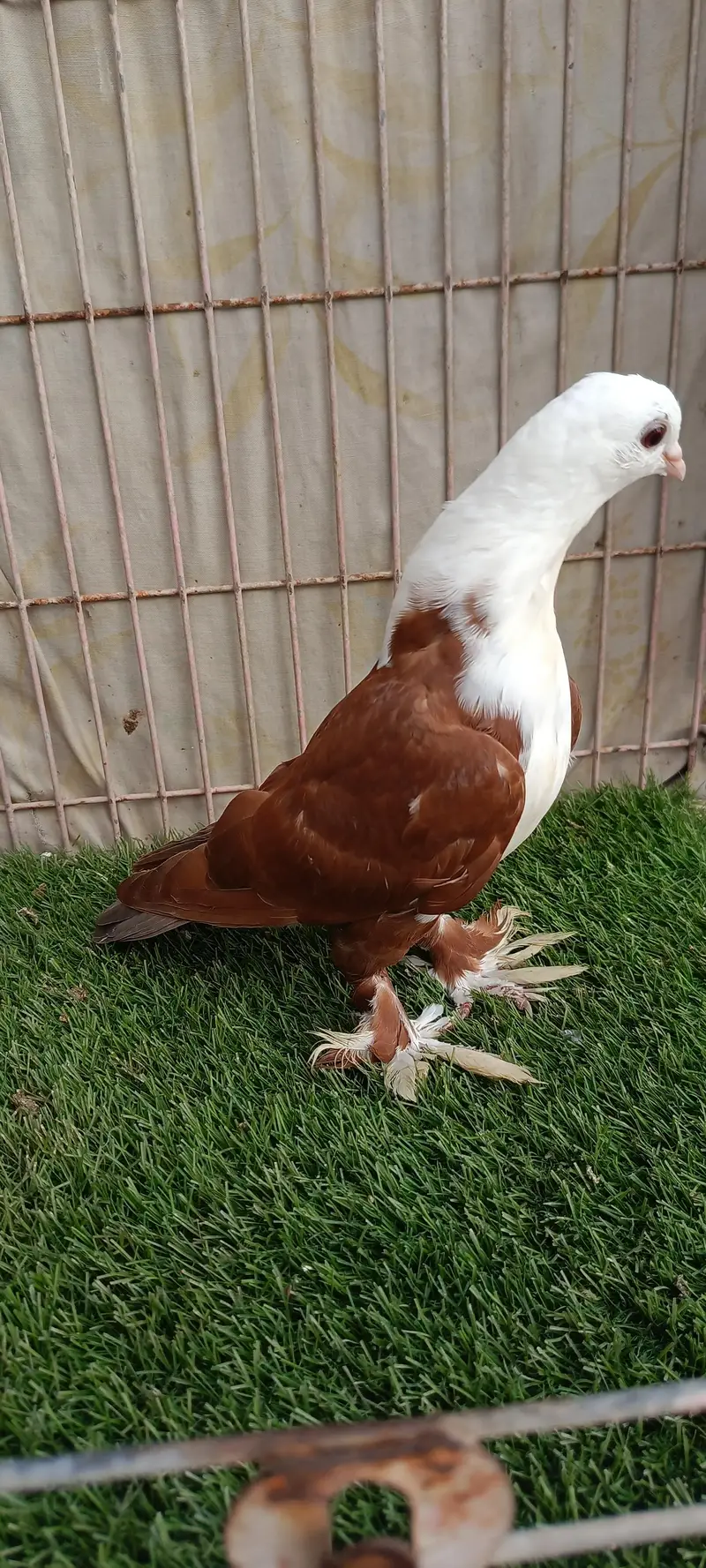 Diffrent Colour Karbalai Chick's — photo 5