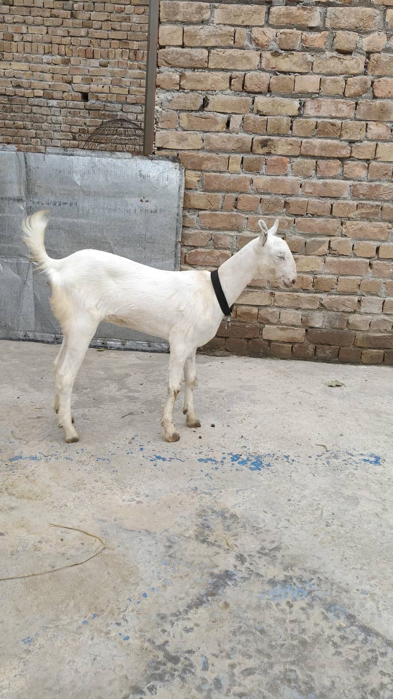گلابی ٹیڈی بکری 0