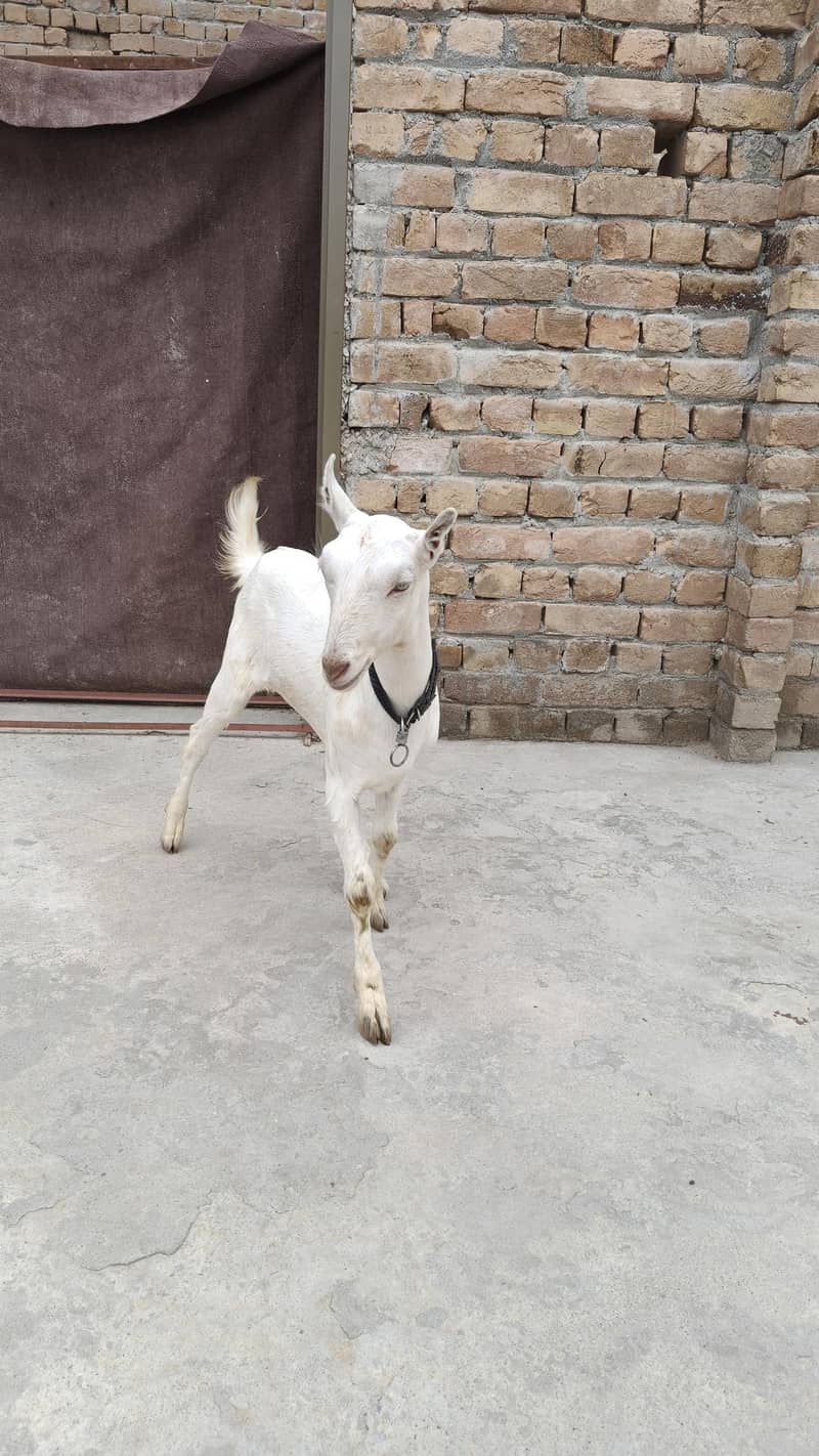 گلابی ٹیڈی بکری 1