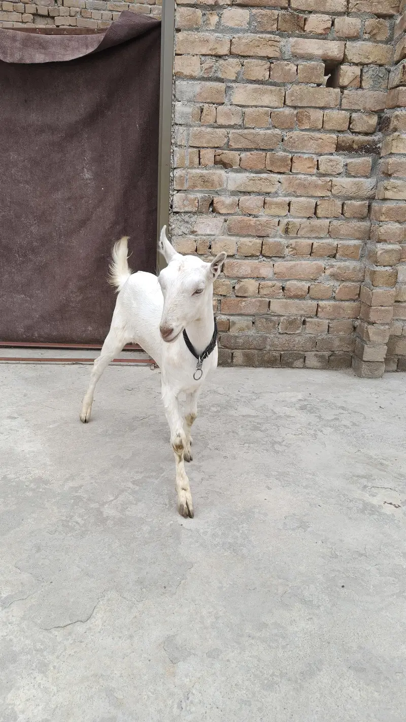 گلابی ٹیڈی بکری — photo 2