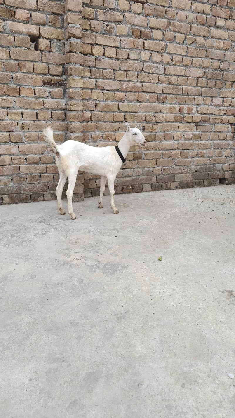 گلابی ٹیڈی بکری 2
