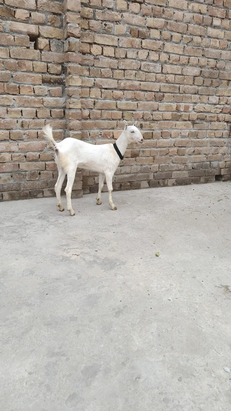 گلابی ٹیڈی بکری — photo 3