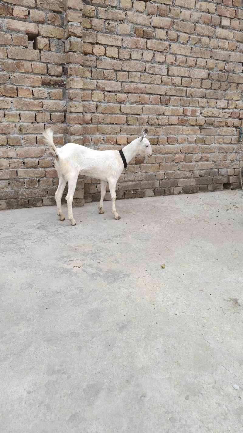 گلابی ٹیڈی بکری 3