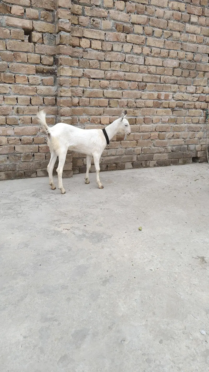 گلابی ٹیڈی بکری — photo 4