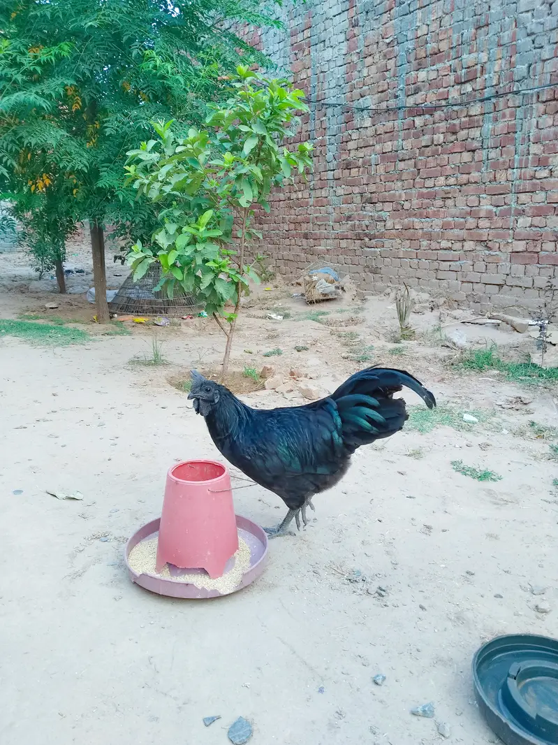 Qila Didar Singh Gujranwala — photo 2