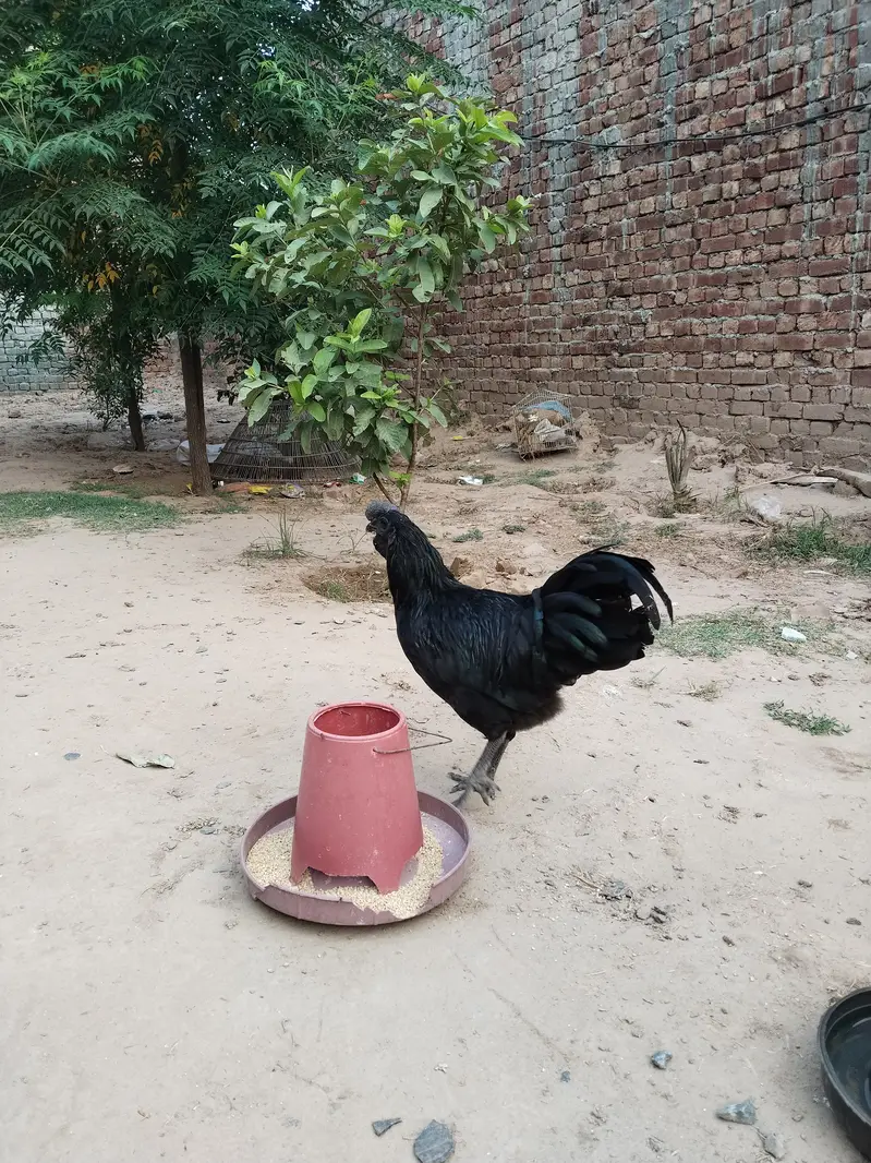 Qila Didar Singh Gujranwala — photo 3
