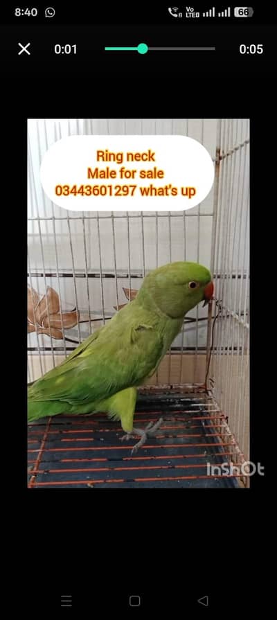 ring neck wild male for sale
