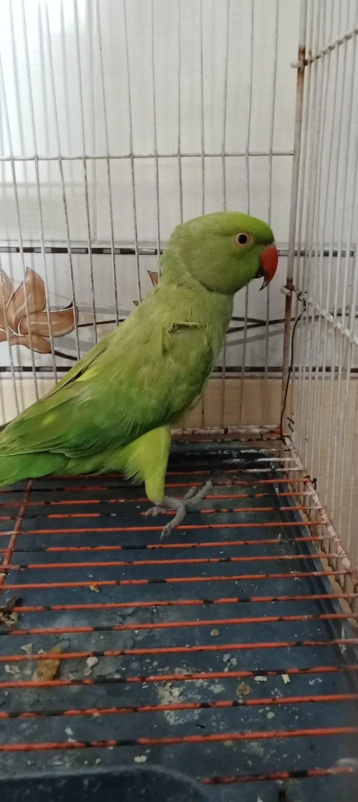 ring neck wild male for sale — photo 2