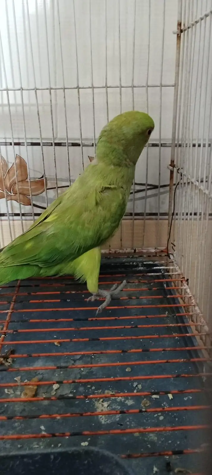 ring neck wild male for sale — photo 3