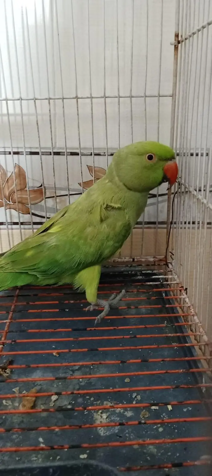 ring neck wild male for sale — photo 4