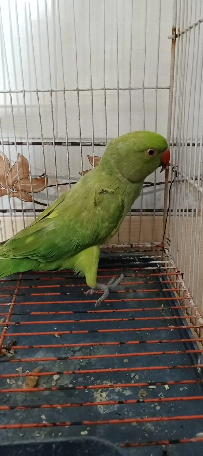 ring neck wild male for sale — photo 6