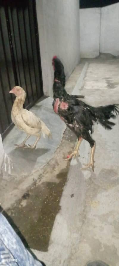 1 murga or 2 murgia for sell hn