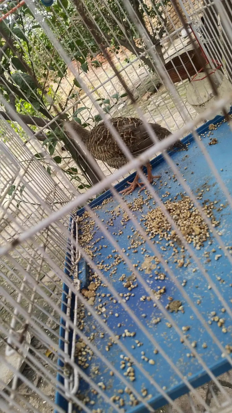 Dakhni Teetar — photo 2