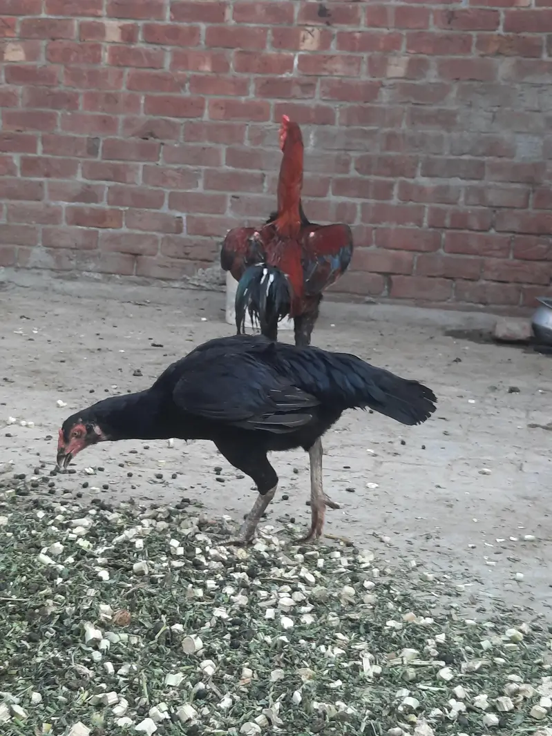 Aseel murga for sale — photo 2
