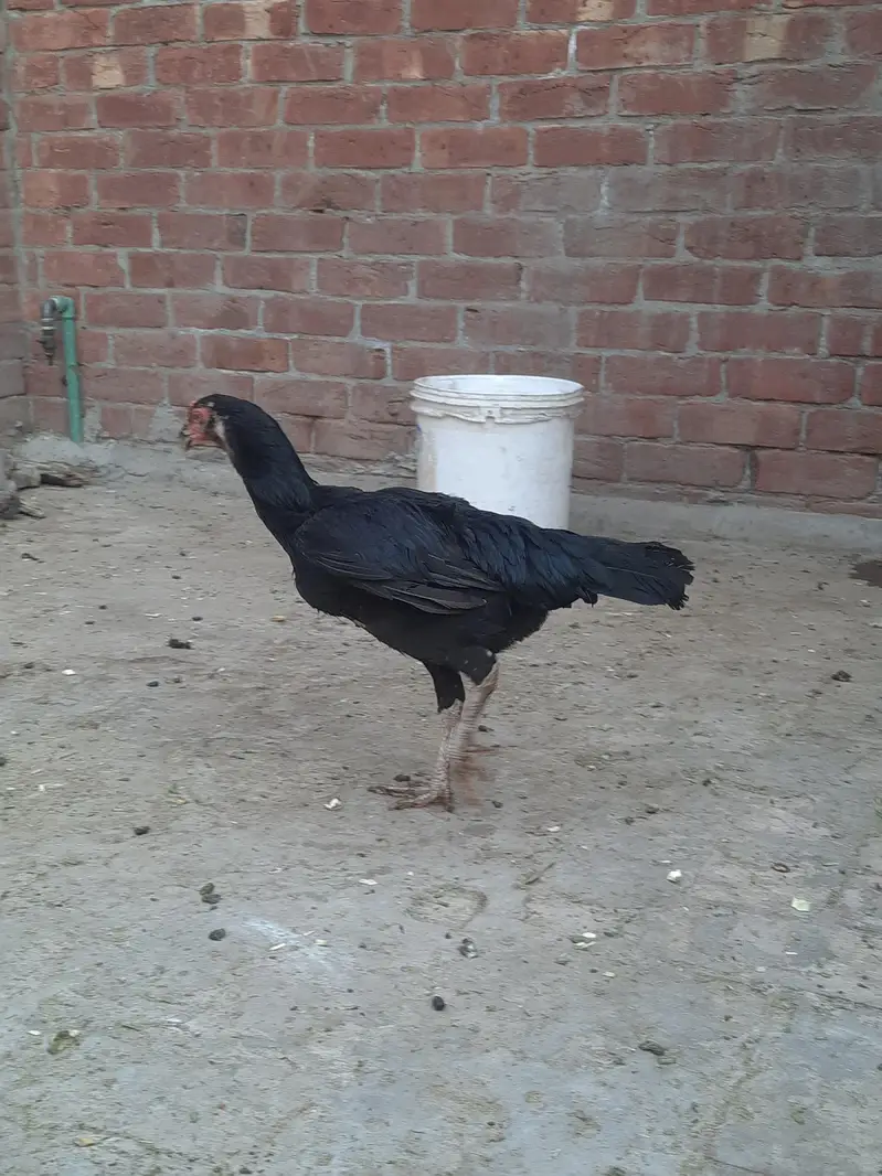 Aseel murga for sale — photo 3