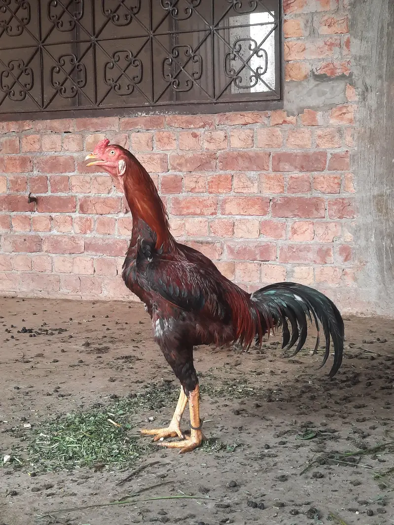 Aseel murga for sale — photo 4