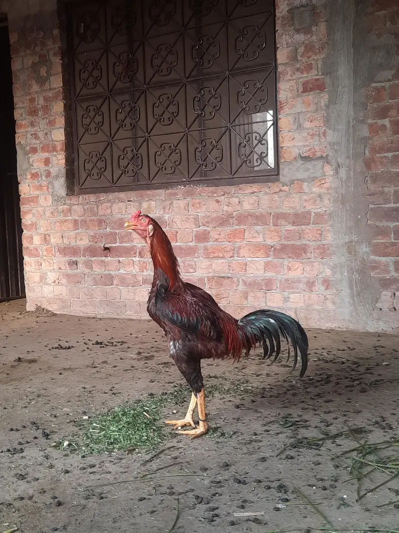 Aseel murga for sale — photo 5