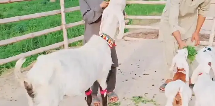 teen bacchon wali gulabi bakri for sale call on 03264480024 — photo 2
