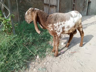 Supreme Top Quality کجلا چھترا