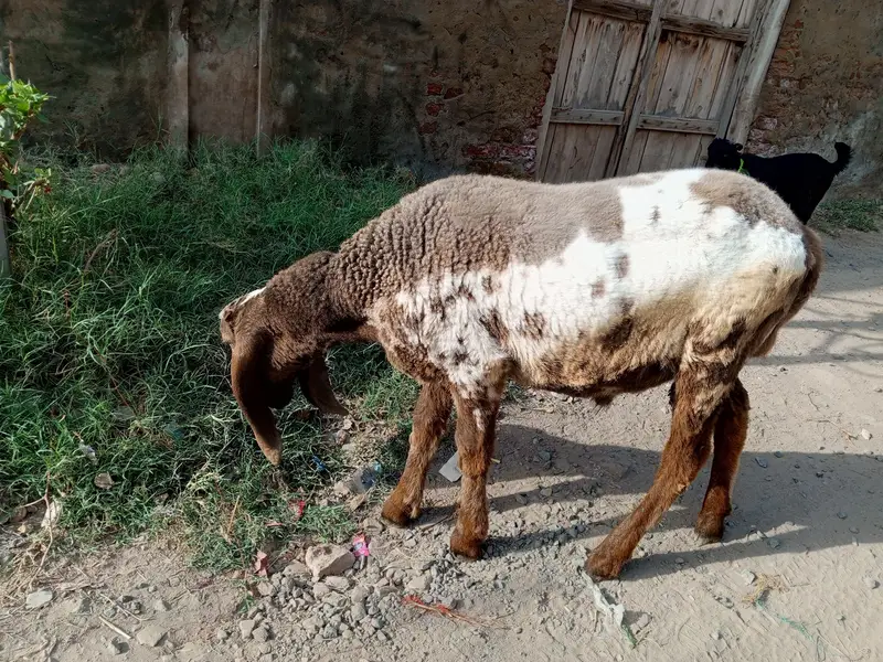 Supreme Top Quality کجلا چھترا — photo 3