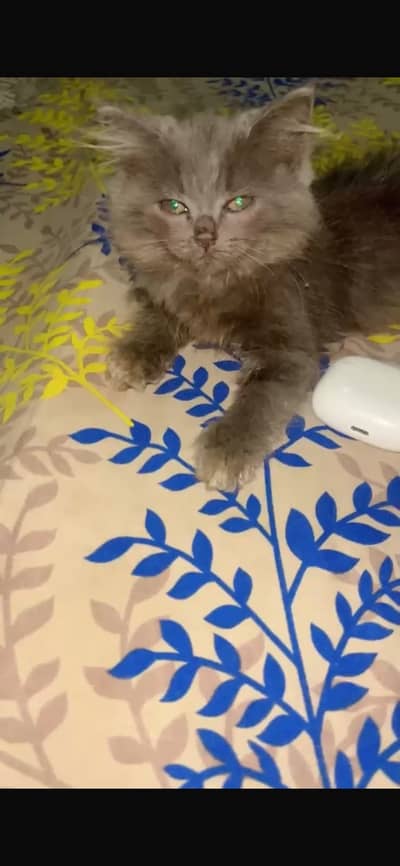 Pure Persian Kittens For Sale | White & Grey Color | Healthy & Playful