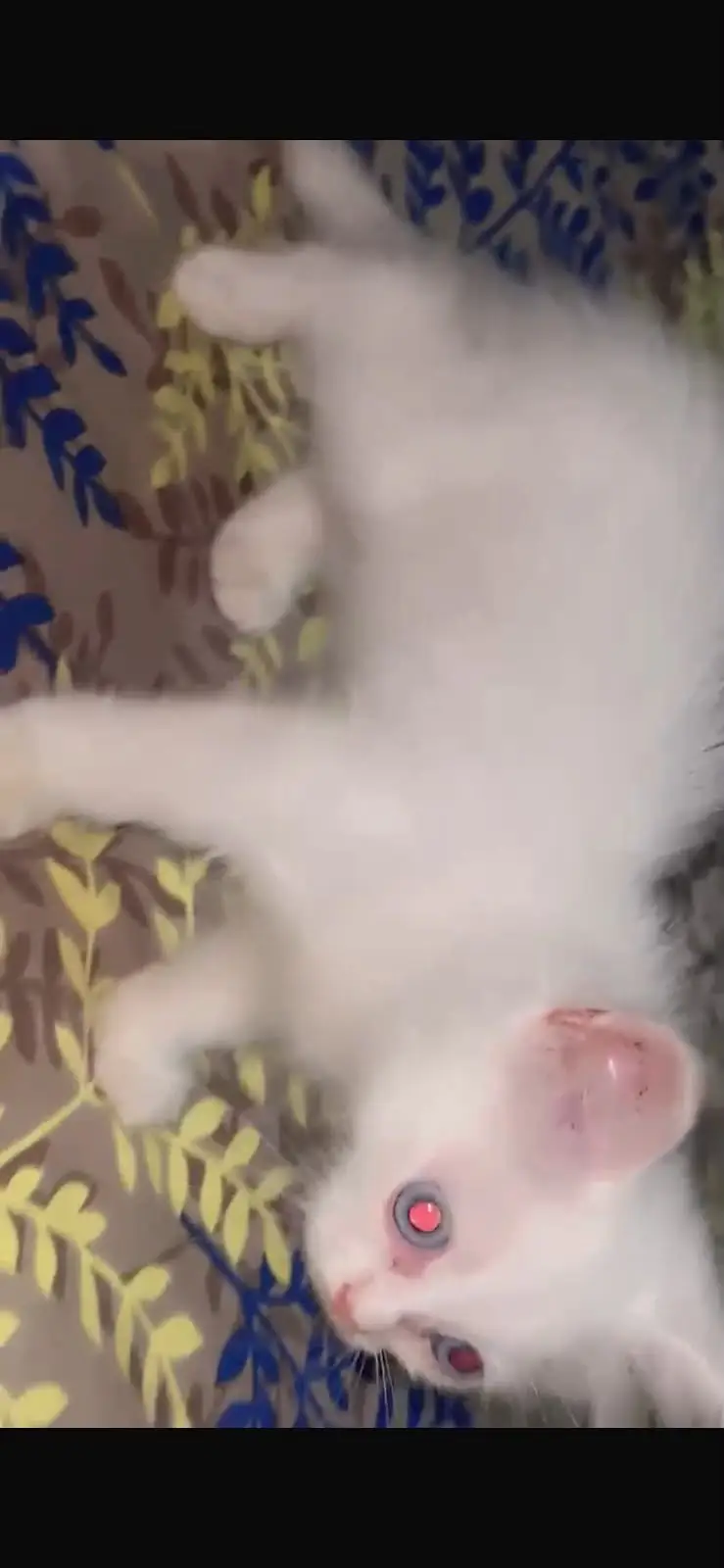 Pure Persian Kittens For Sale | White & Grey Color | Healthy & Playful — photo 2