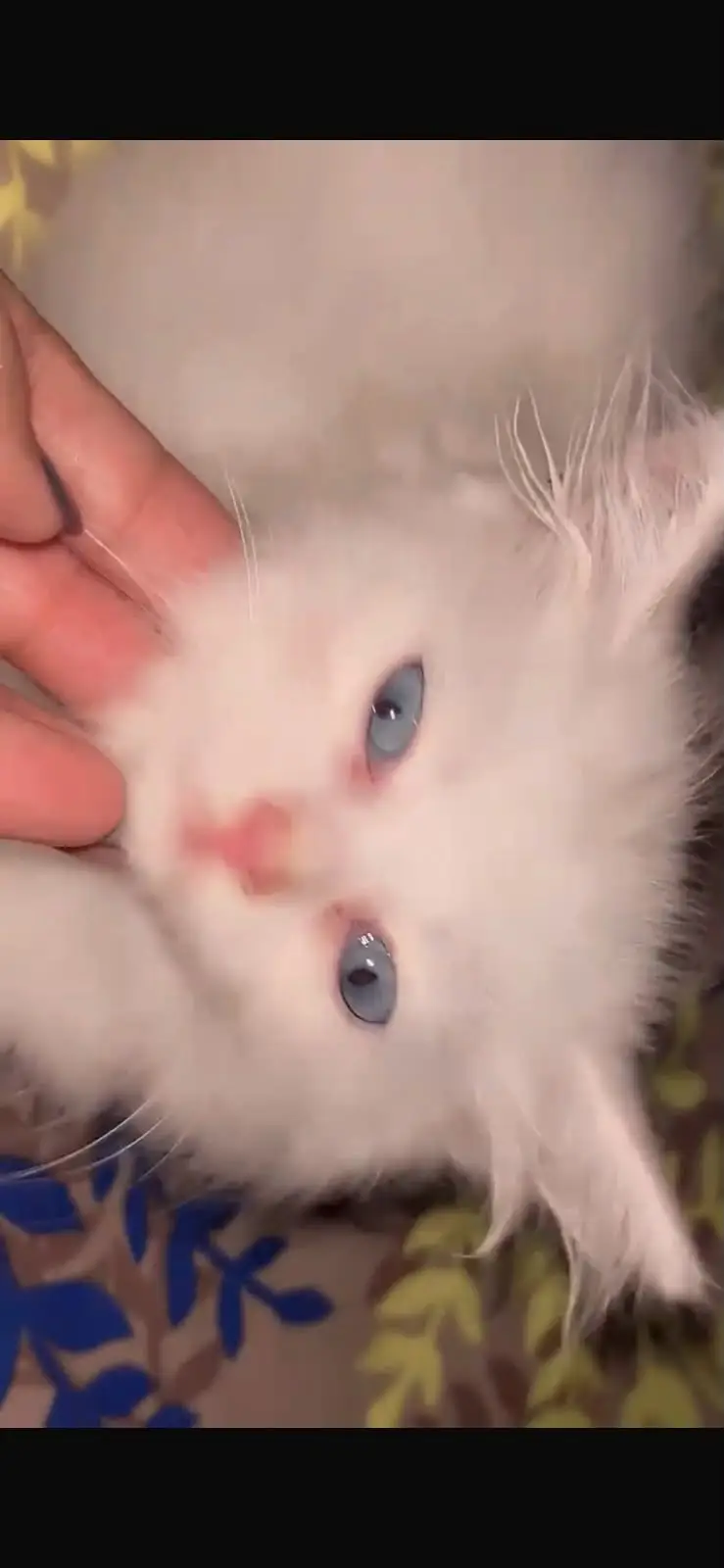 Pure Persian Kittens For Sale | White & Grey Color | Healthy & Playful — photo 3