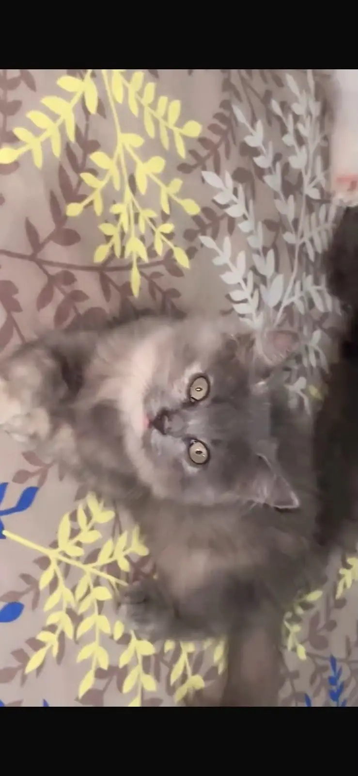 Pure Persian Kittens For Sale | White & Grey Color | Healthy & Playful — photo 4