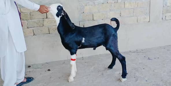 Desi Bakra Urgent For Sale _ only number:03242203691