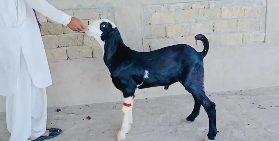 Desi Bakra Urgent For Sale _ only number:03242203691 — photo 2