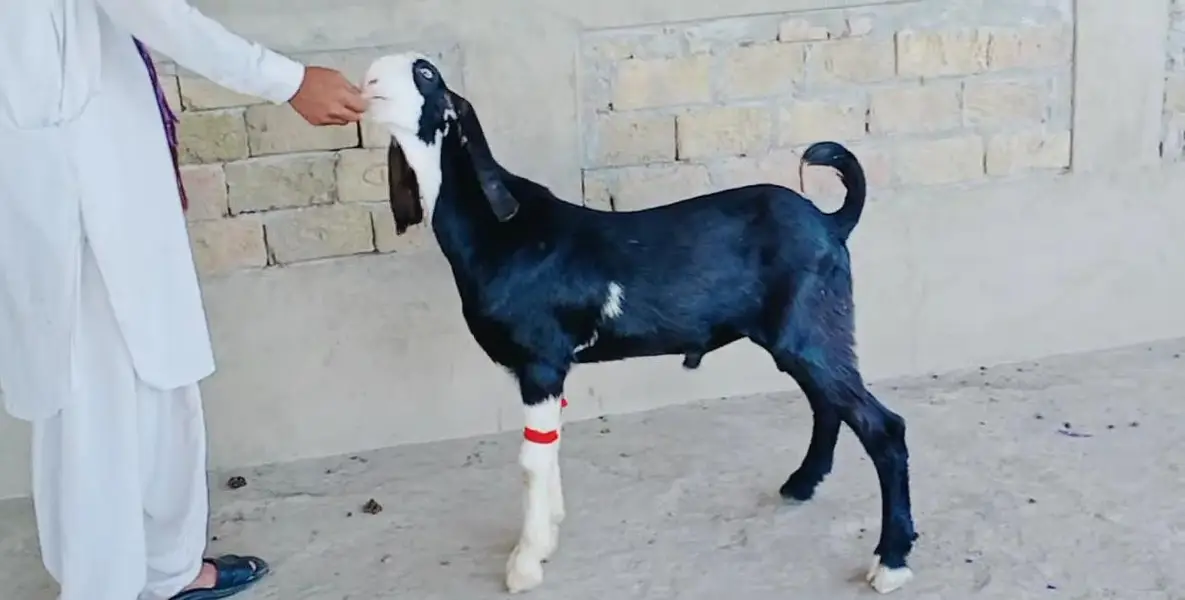 Desi Bakra Urgent For Sale _ only number:03242203691 — photo 3