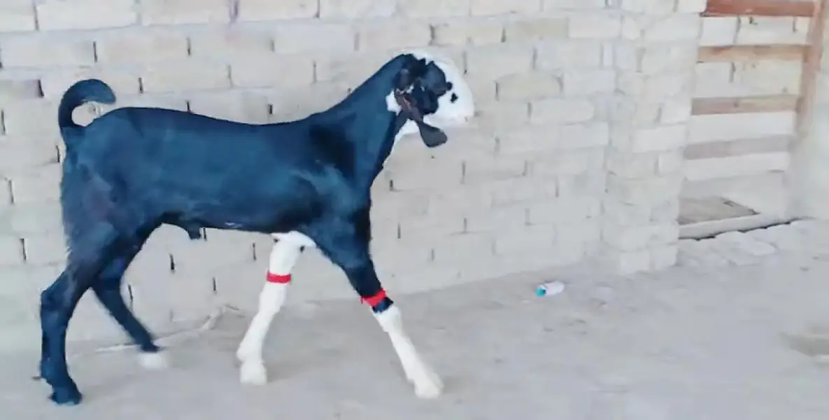 Desi Bakra Urgent For Sale _ only number:03242203691 — photo 4