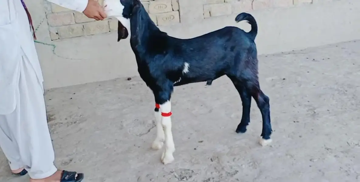 Desi Bakra Urgent For Sale _ only number:03242203691 — photo 7