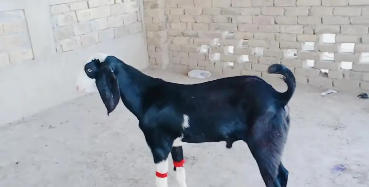 Desi Bakra Urgent For Sale _ only number:03242203691 — photo 8