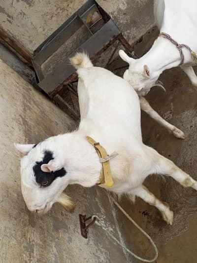 teddy bakra bakri