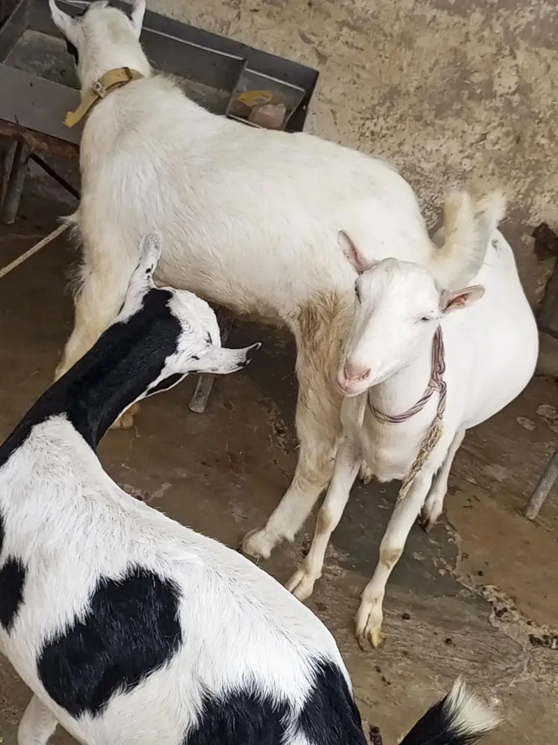 teddy bakra bakri — photo 2