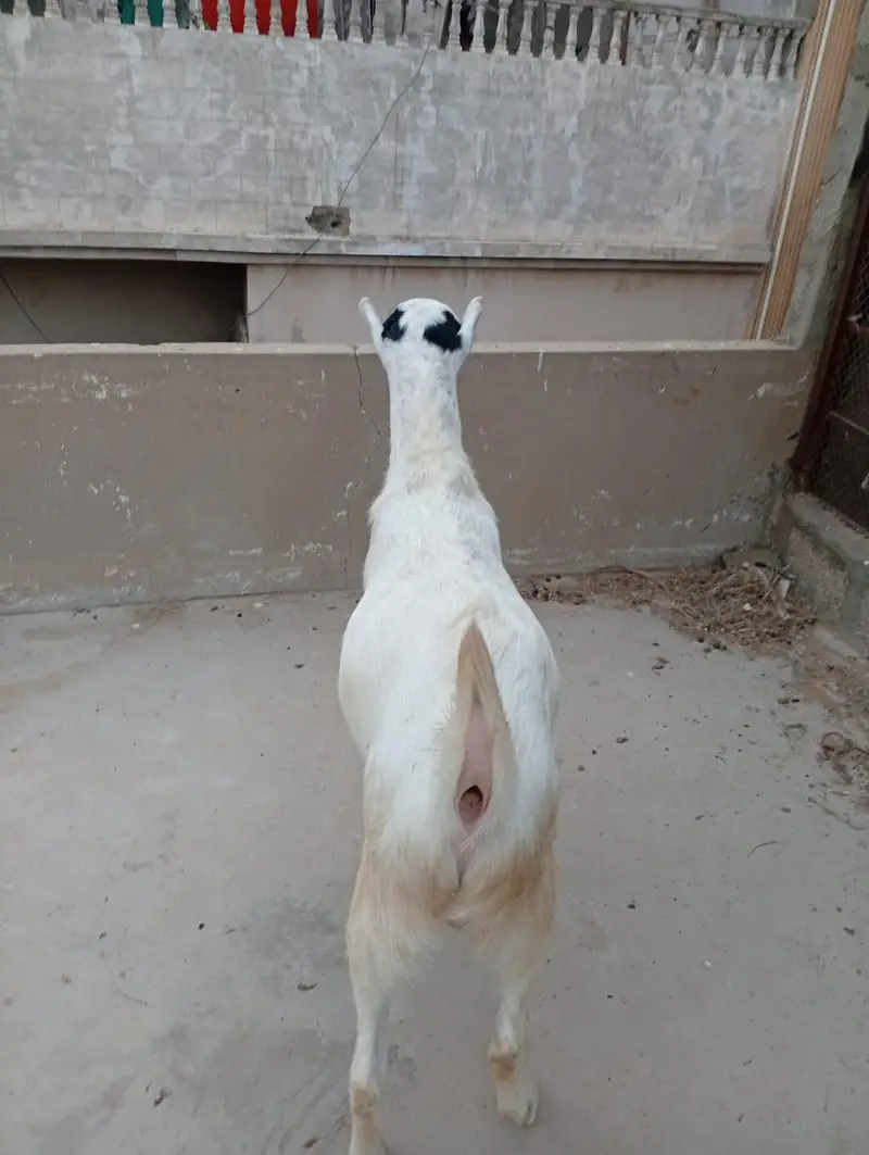 teddy bakra bakri — photo 3