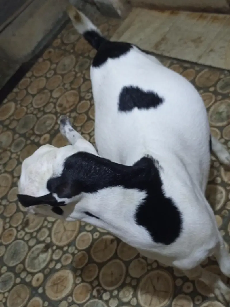 teddy bakra bakri — photo 4