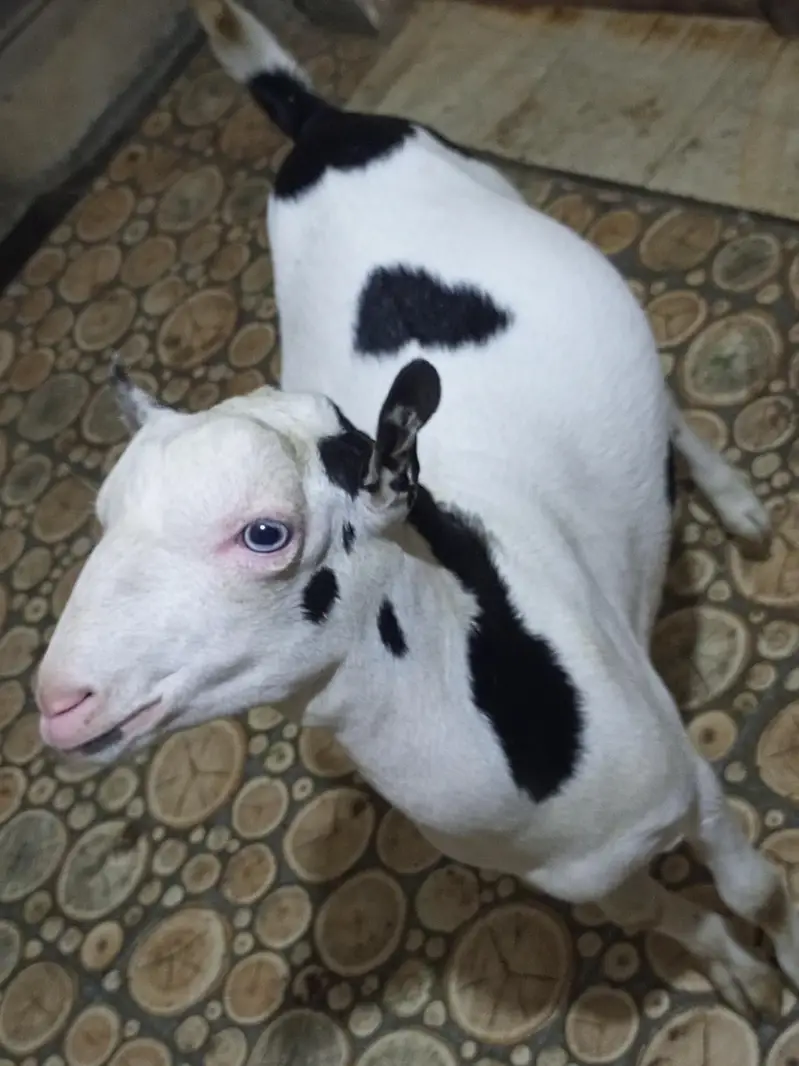 teddy bakra bakri — photo 5