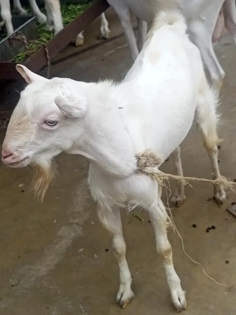 teddy bakra bakri — photo 6
