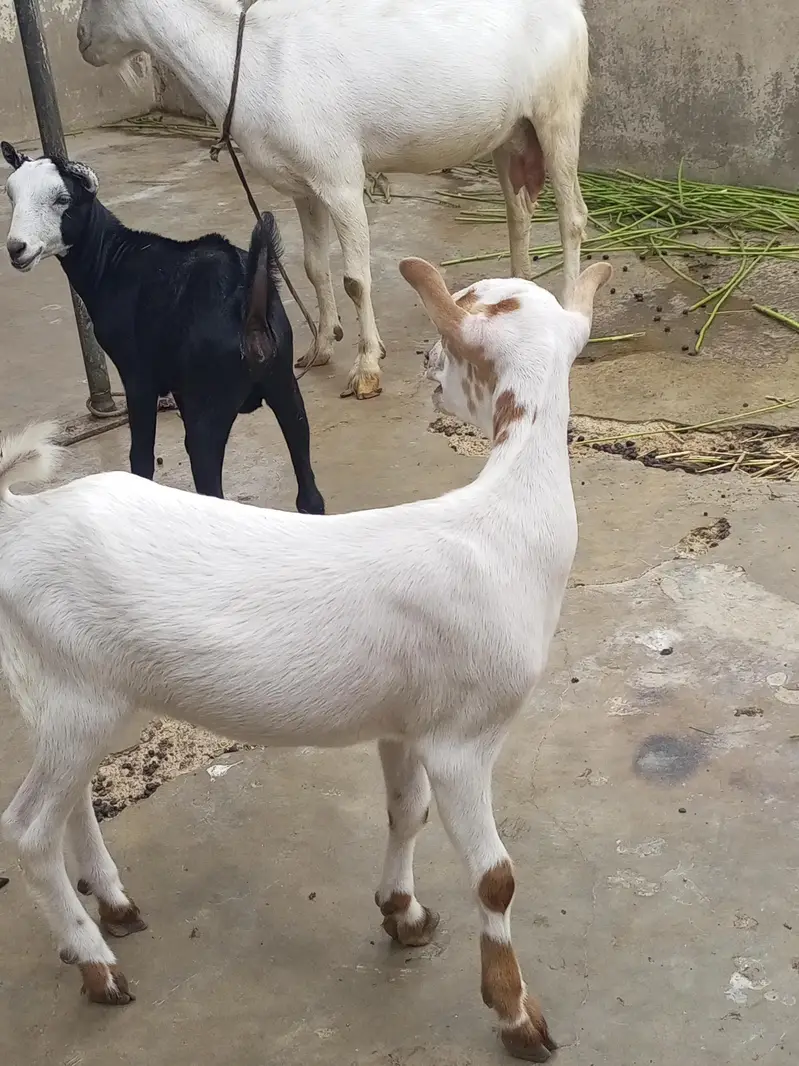 teddy bakra bakri — photo 7