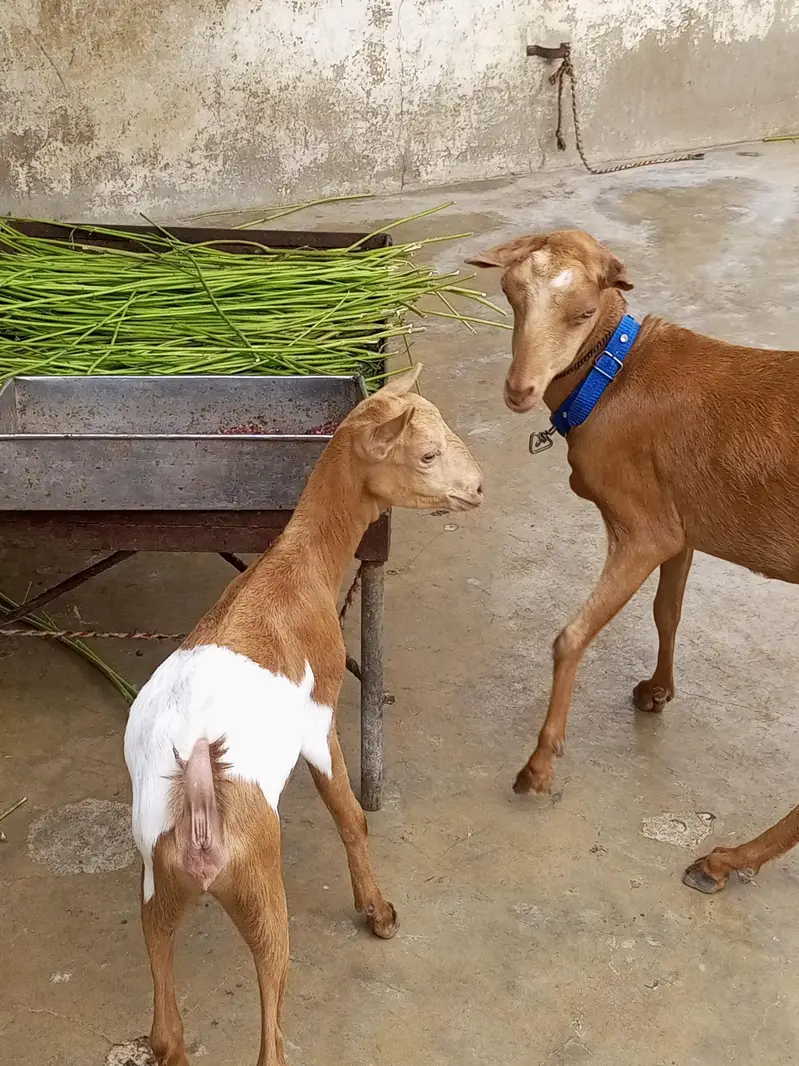 teddy bakra bakri — photo 8